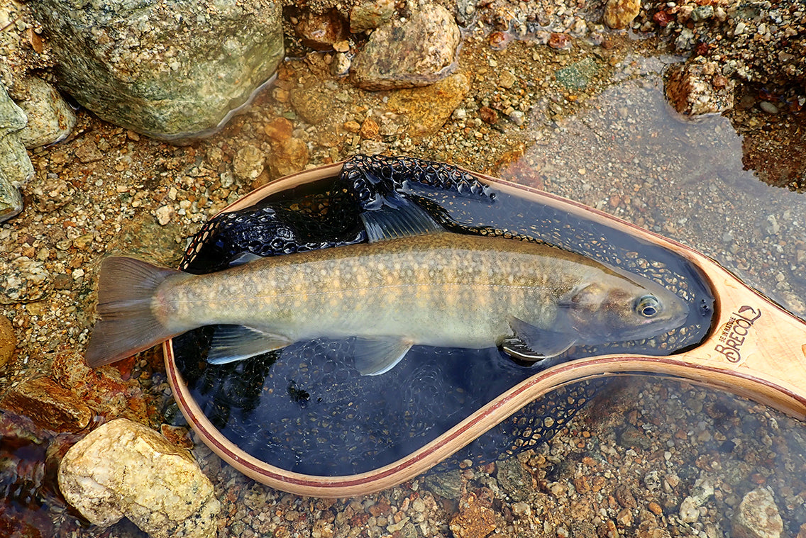 北アルプス黒部川で日本最高所に泳ぐ魚を探す（イワナの世界へようこそ
