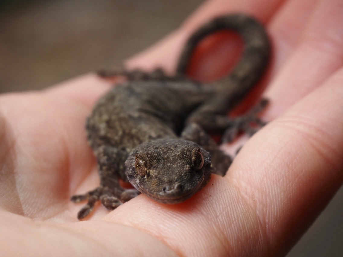 香川の地名を冠したヤモリ、タワヤモリを探す。 – BRECOL