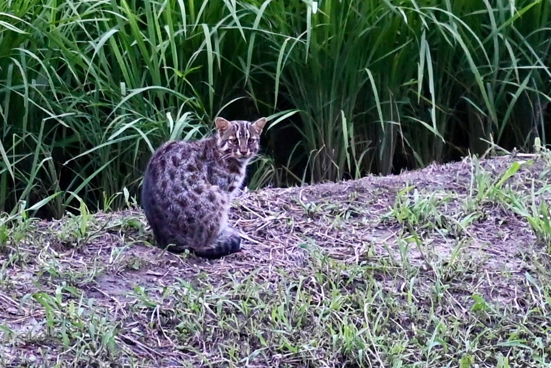 「ニイタカヤマノボレさま専用の馬の鍔と、亀の根付けです」他の方は購入出来ません！ ツシマヤマネコを探せ 『対馬の生き物たち』 – BRECOL