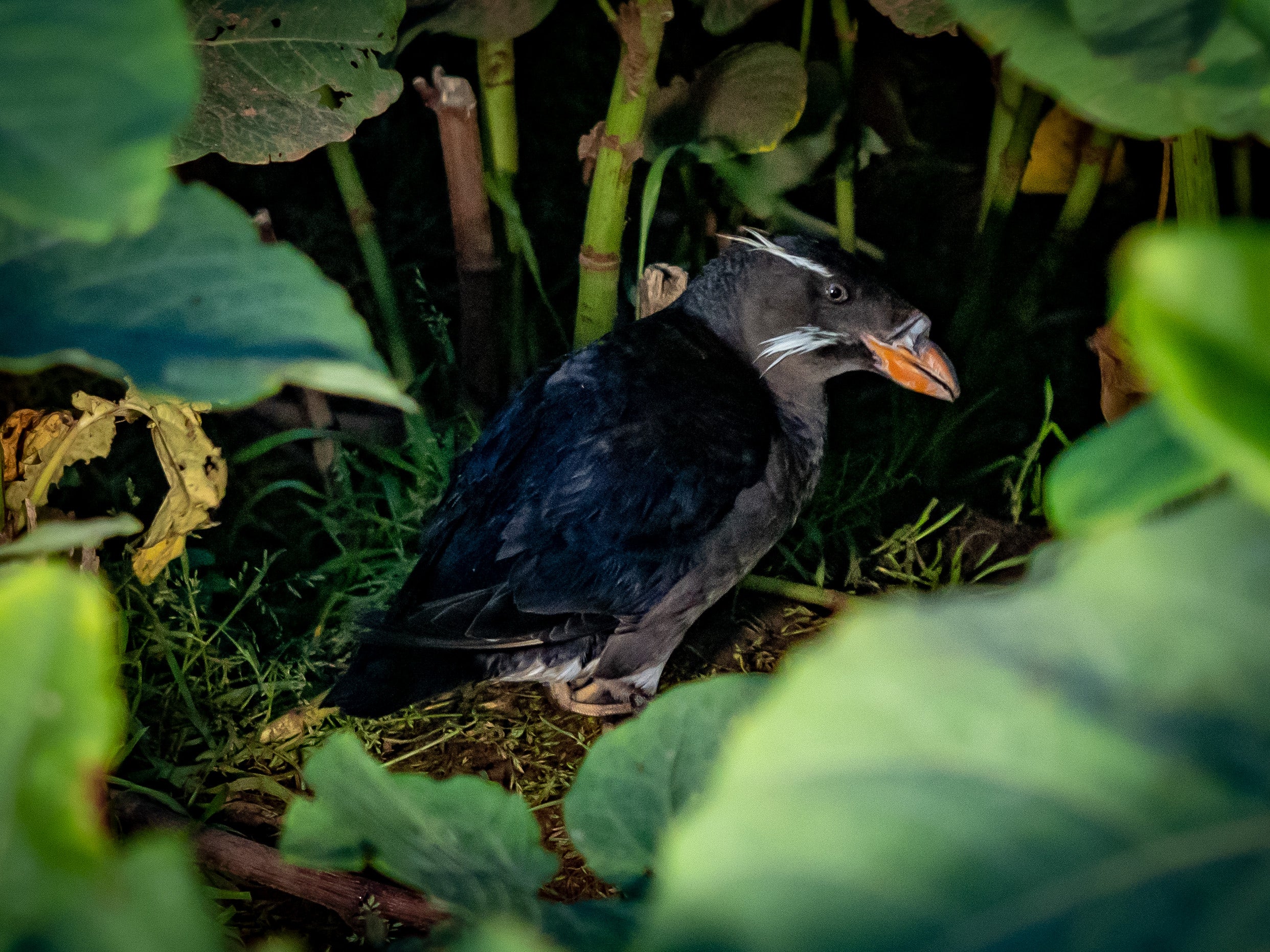 海鳥の楽園で善知鳥に会いに行った話 – BRECOL