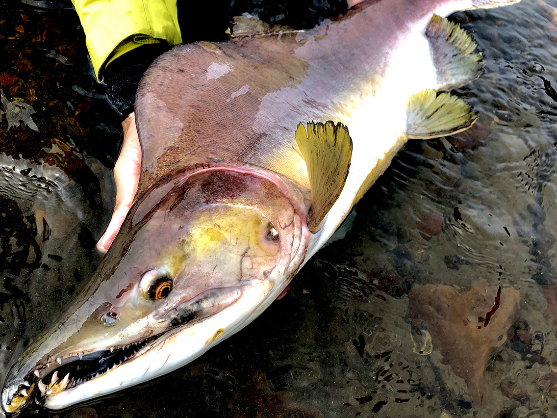 カラフトマスを北の大地で狙う。（北海道） – BRECOL