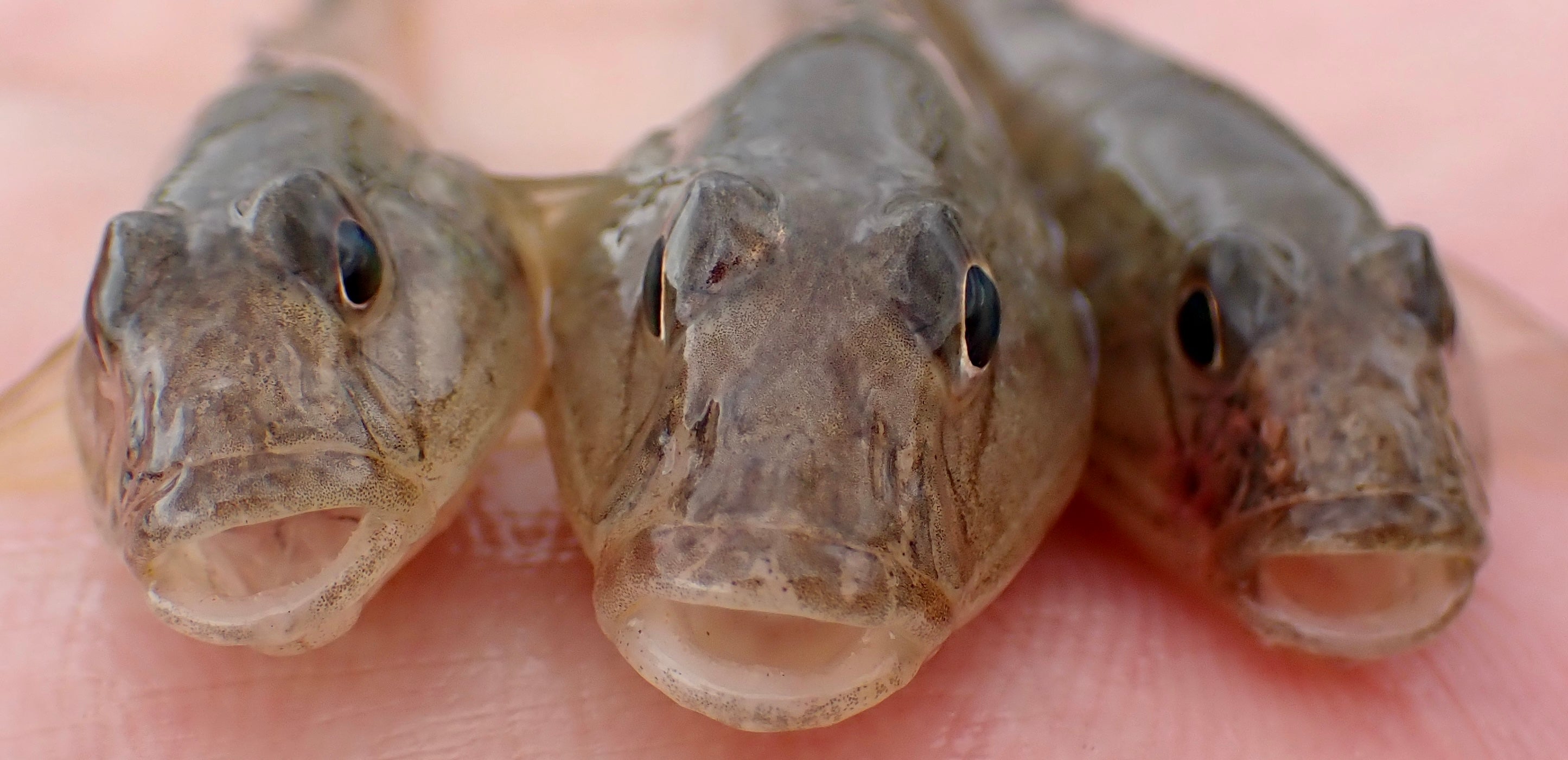 ハゼを釣る。ハゼ釣りのポイントと仕掛けについて（東京都 横十間川