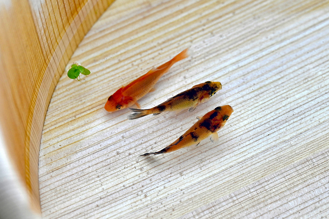 野良金魚を探せ・2022（奈良県・大和郡山市） – BRECOL