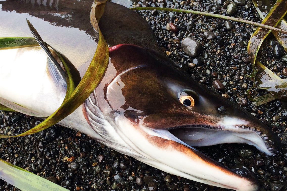 カラフトマスを釣って食べるー北の大地の育んだ命 – BRECOL