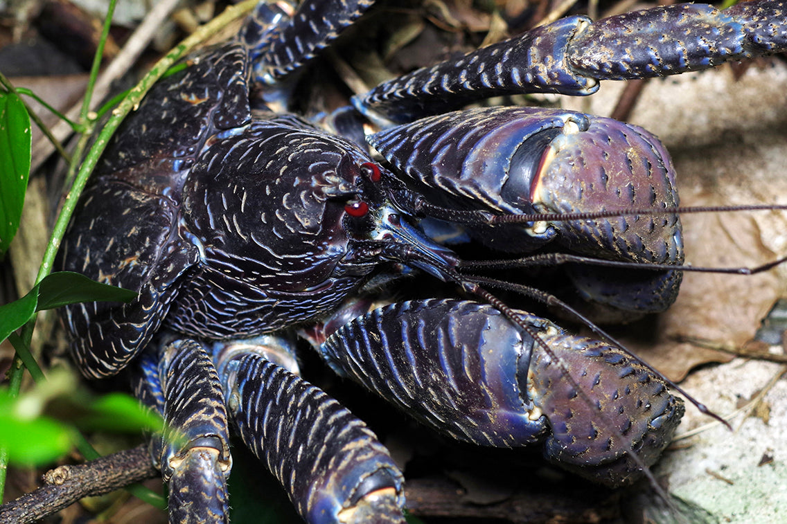 最強陸生甲殻類・ヤシガニを探す（沖縄県・石垣島） – BRECOL