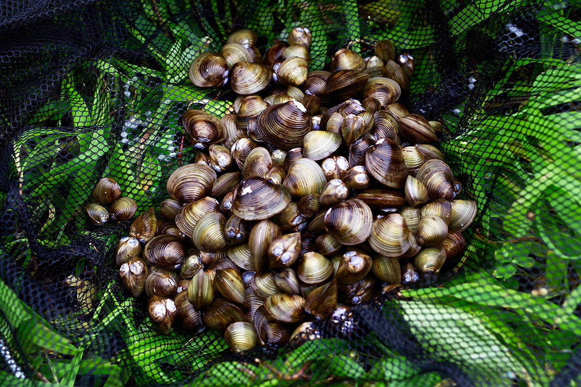 タイワンシジミを食べてみた（栃木県） – BRECOL