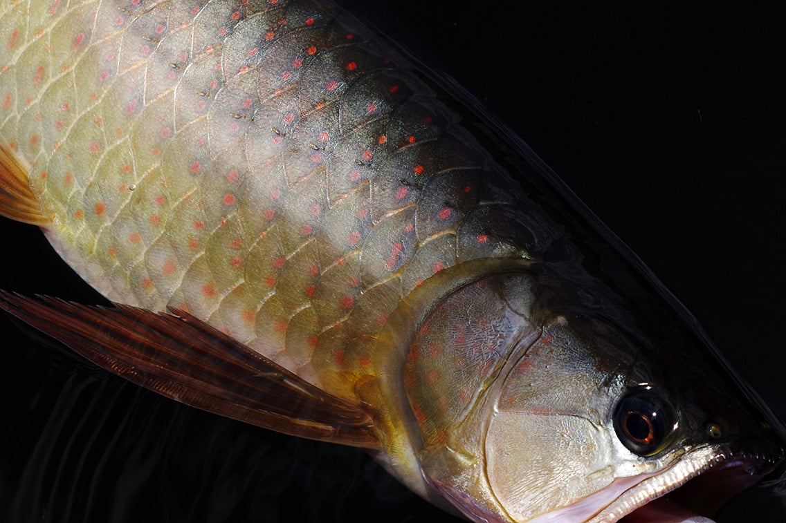 古代魚アロワナ（サラトガ）を釣って食べてみた。（ オーストラリア・クイーンズランド州） – BRECOL