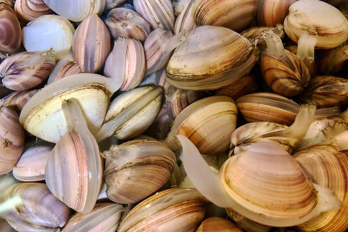 シオフキ貝を食べよう。（千葉県・三番瀬海浜公園） – BRECOL