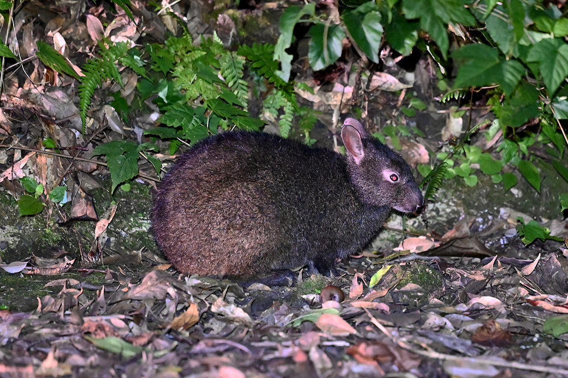 生きた化石・アマミノクロウサギに逢いに行こう （奄美大島