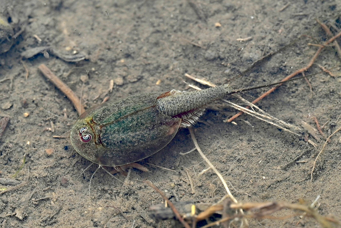 生き た 化石 カブトエビ
