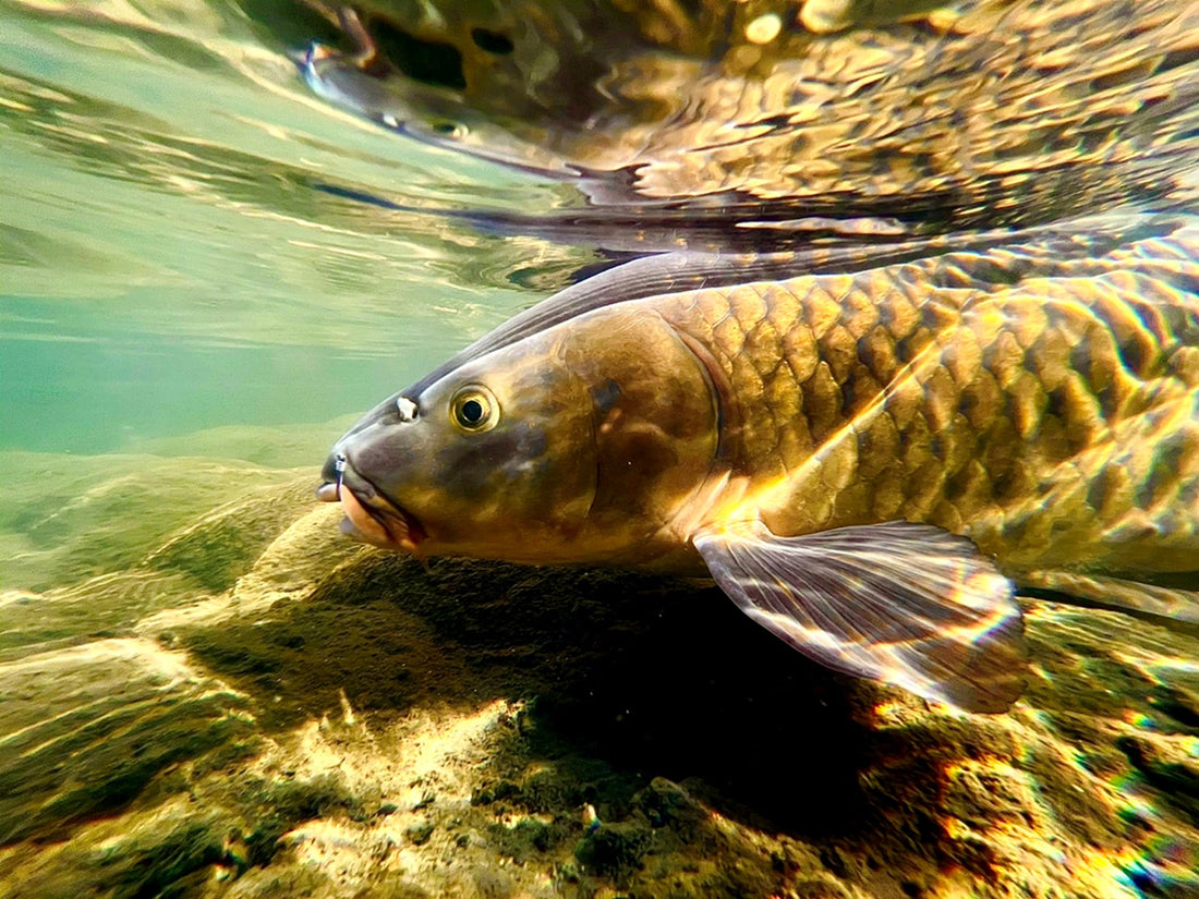 最も身近な川魚“コイ”を食パンで手軽に釣ってみよう