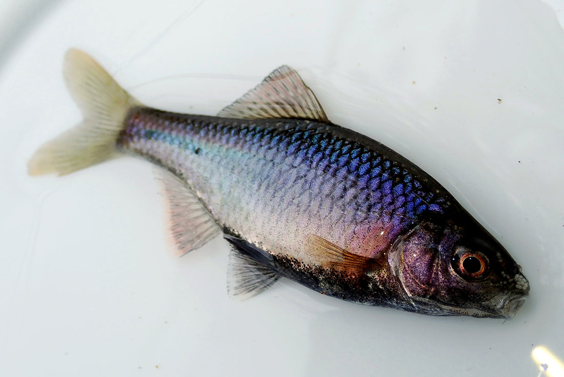 関東に棲む美魚“アカヒレタビラ”を求めた釣行記