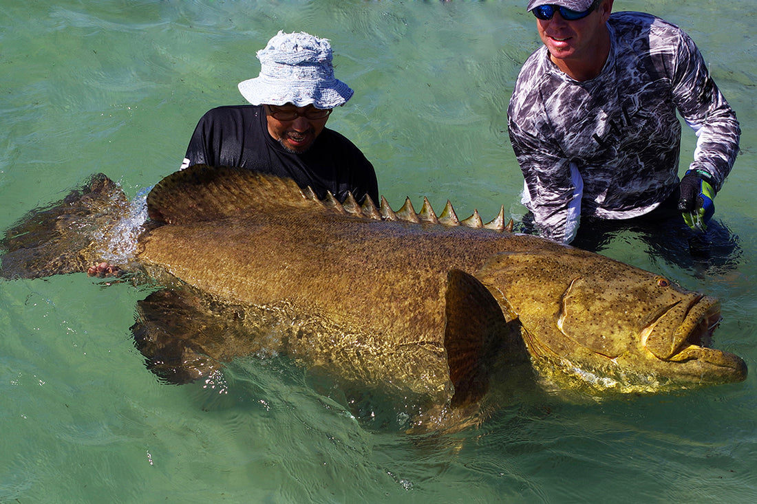  ゴライアスグルーパー。巨大魚をフロリダで狙う。