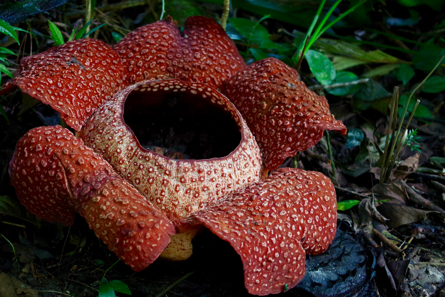 世界最大の花・寄生植物ラフレシアを観に行ってきた。(マレーシア・コタキナバル) – BRECOL