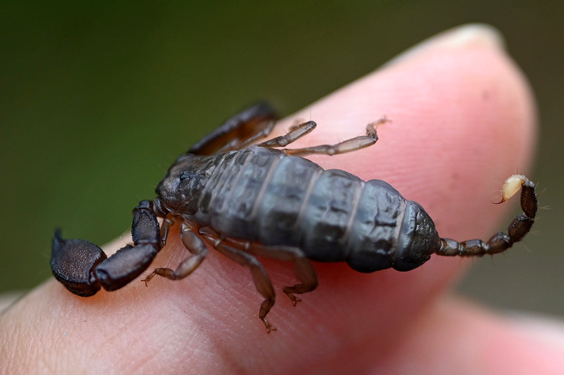 日本に生息するサソリを探す。 マダラサソリとヤエヤマサソリ (沖縄県・西表島) – BRECOL