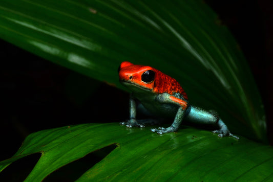 熱帯雨林の宝石・ヤドクガエルを探せ。 カエルの世界へようこそVol3 (中米コスタリカ)