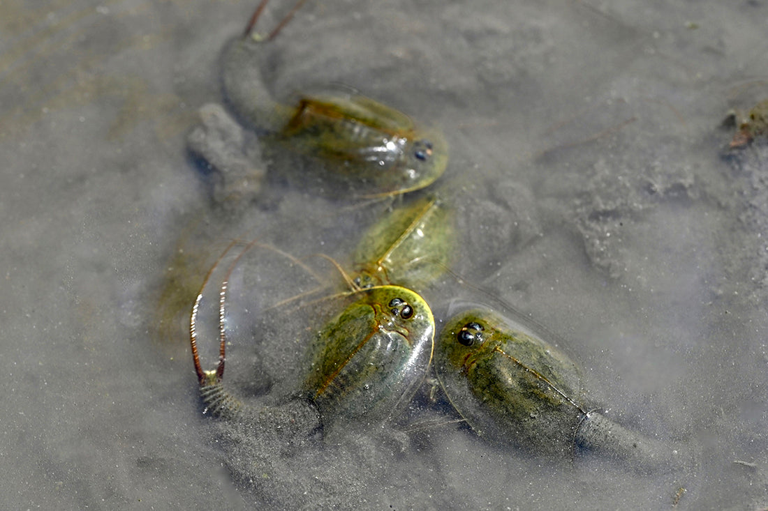 生き た 化石 カブトエビ