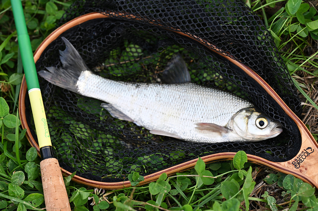 ワタカを釣って食べる。国内外来種ワタカ千葉県印旛沼で釣れたワタカ。